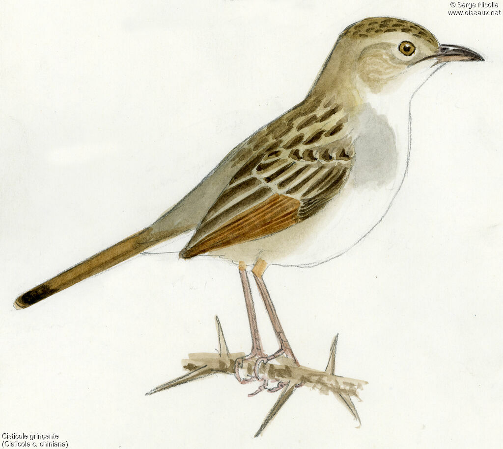 Rattling Cisticola, identification