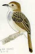 Rattling Cisticola