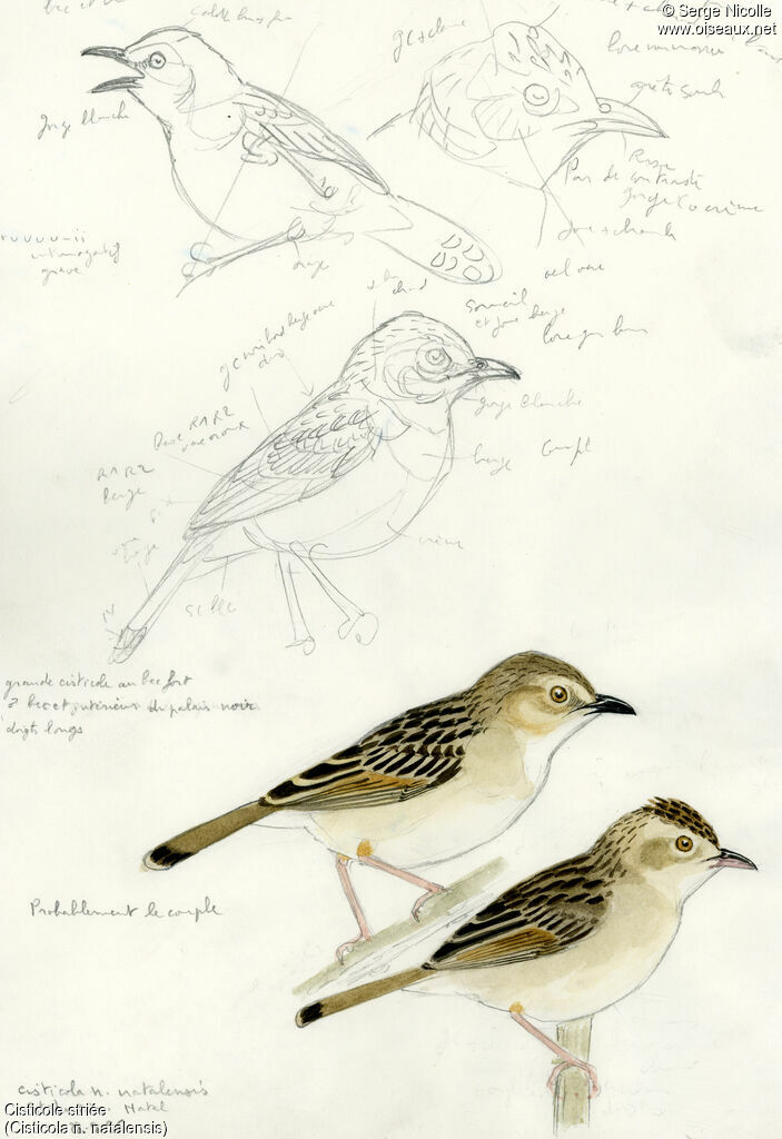 Croaking Cisticola, identification