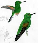 Stripe-tailed Hummingbird