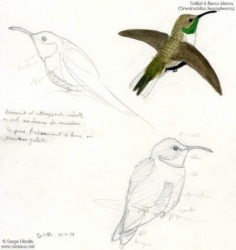 Colibri à flancs blancs, identification