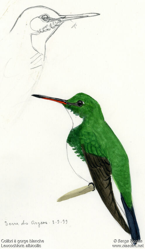 White-throated Hummingbird, identification