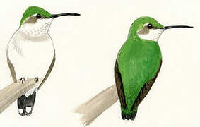 Ruby-throated Hummingbird