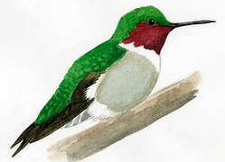 Ruby-throated Hummingbird