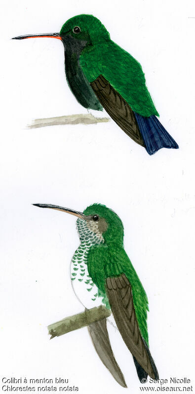 Colibri à menton bleu , identification