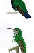 Colibri à menton bleu