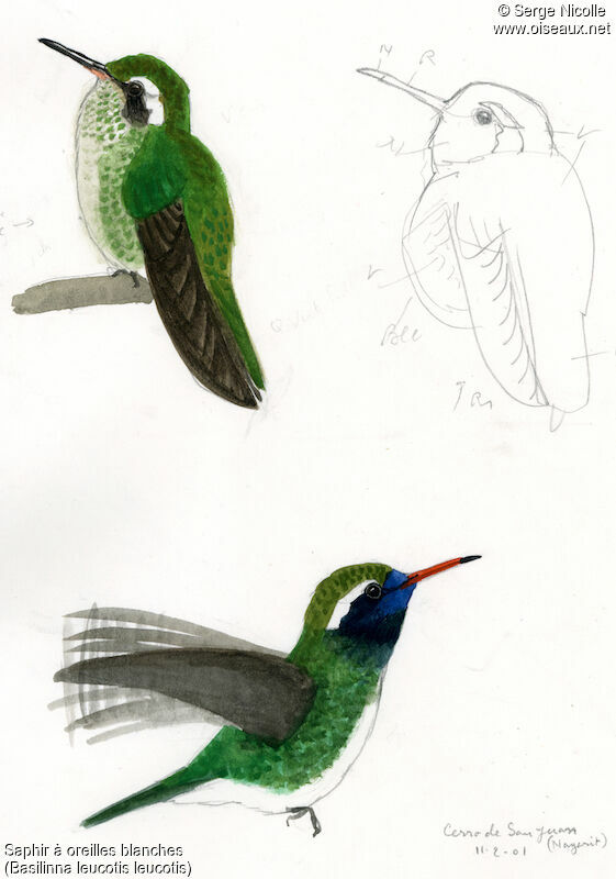 Colibri à oreilles blanches