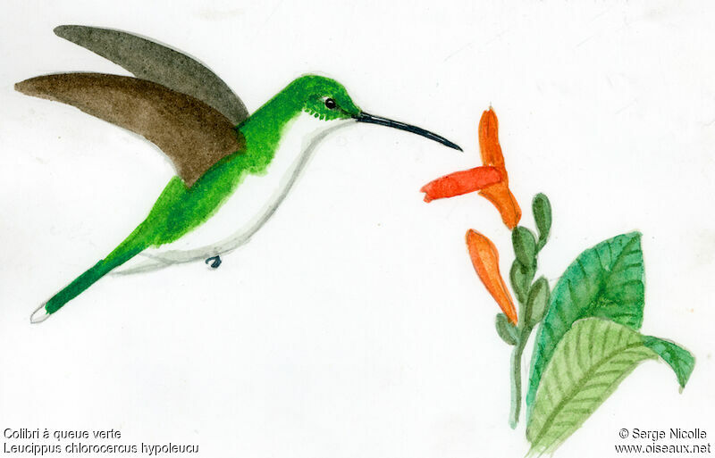 Colibri à queue verte, identification