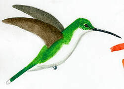 Colibri à queue verte