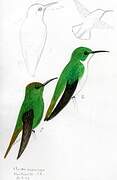 Coppery-headed Emerald