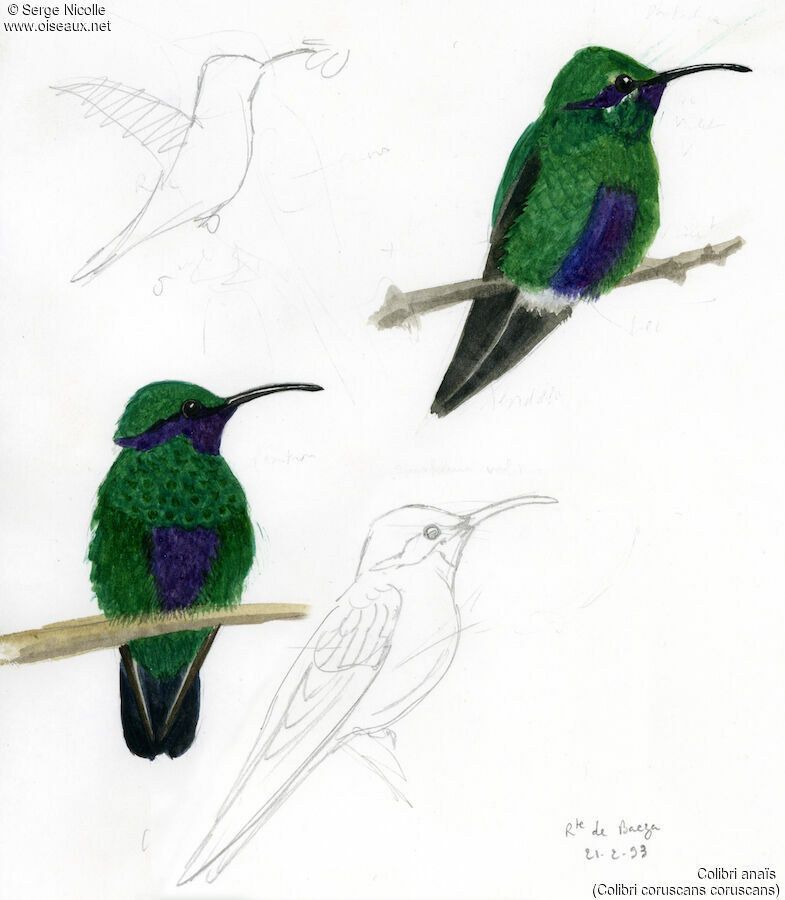 Sparkling Violetear, identification