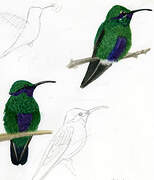 Sparkling Violetear