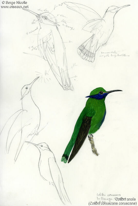 Colibri anaïs, identification