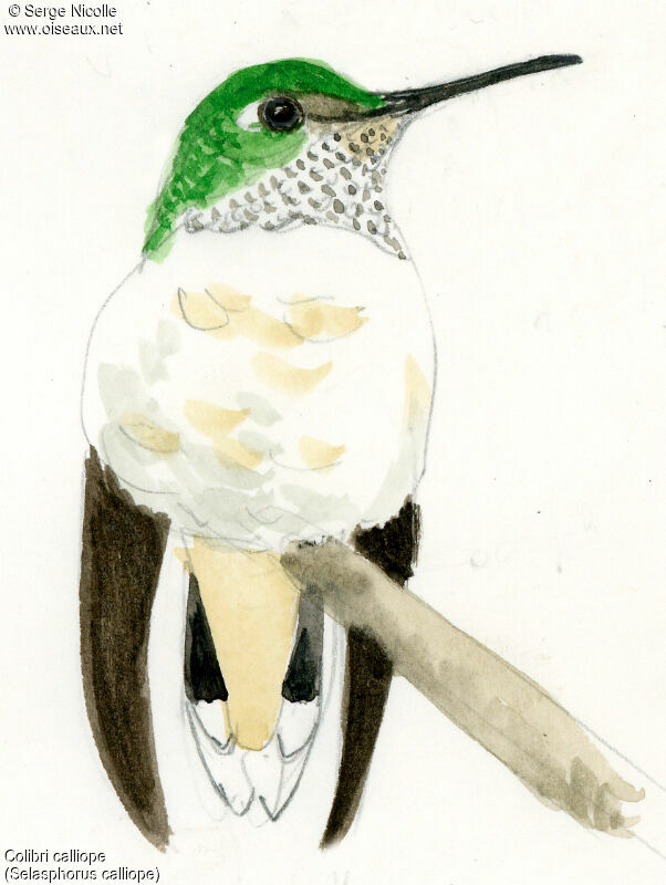 Calliope Hummingbird female, identification