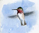 Colibri calliope