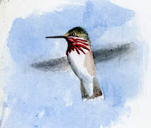 Calliope Hummingbird