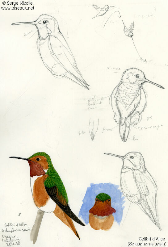 Colibri d'Allen mâle, identification