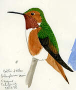 Allen's Hummingbird