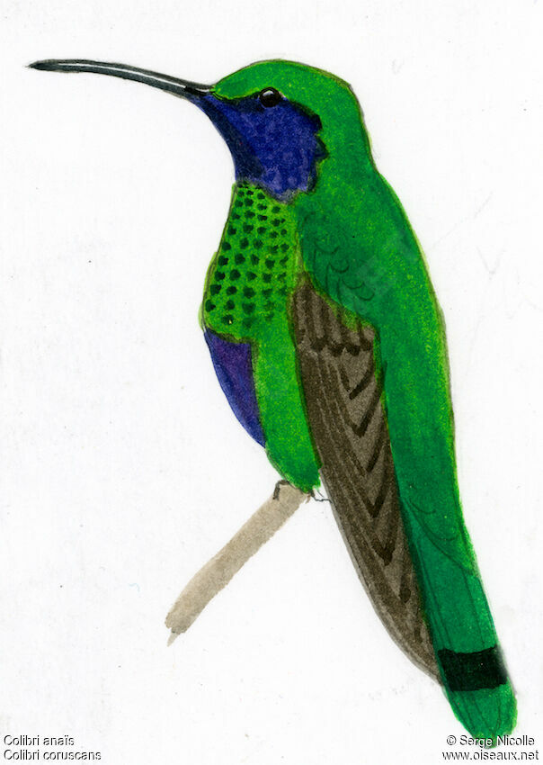 Colibri d'Anaïs