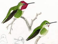 Anna's Hummingbird