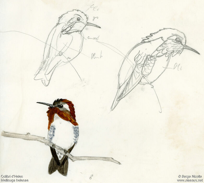 Colibri d'Elena identification