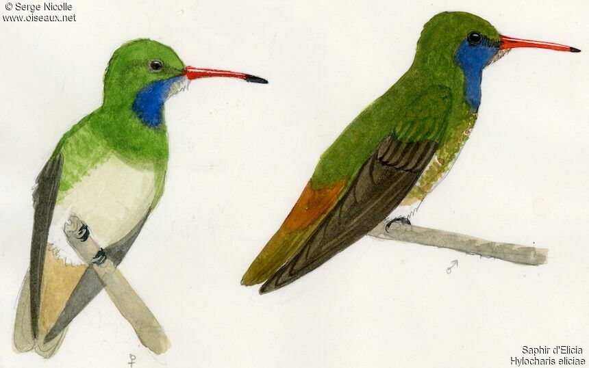 Colibri d'Élicia femelle, identification