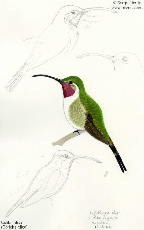 Colibri d'Eliza mâle, identification