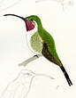Colibri d'Eliza