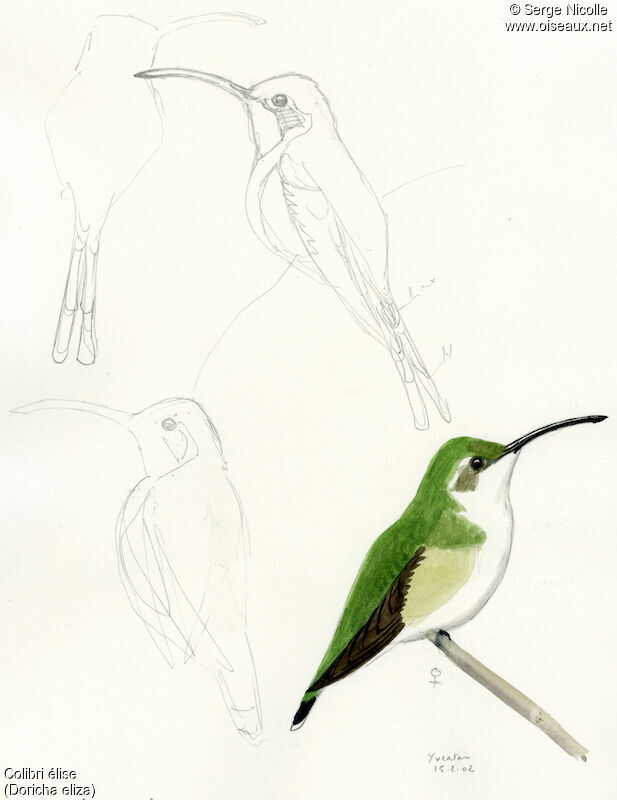 Colibri d'Eliza