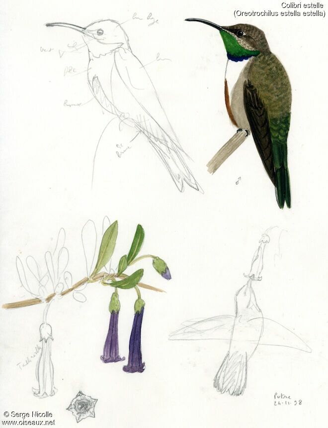 Andean Hillstar identification