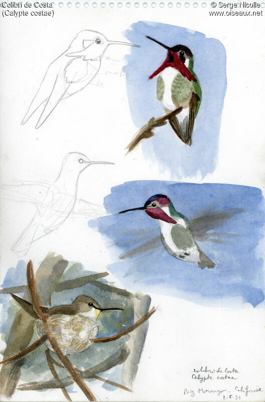 Costa's Hummingbird, identification