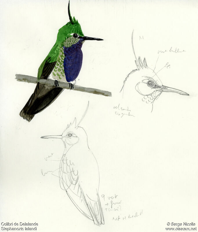 Green-crowned Plovercrest, identification