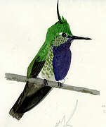 Green-crowned Plovercrest