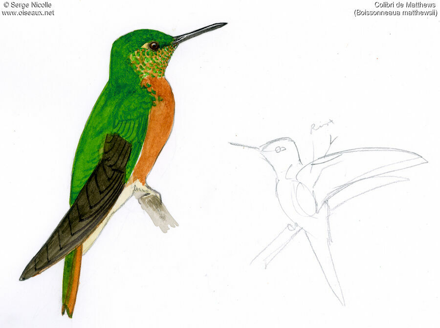 Chestnut-breasted Coronet, identification