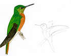 Colibri de Matthews