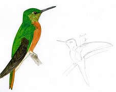 Colibri de Matthews