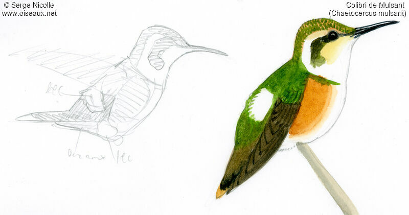 Colibri de Mulsant femelle, identification