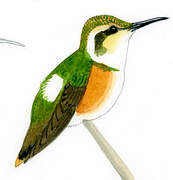 Colibri de Mulsant