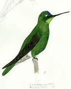 Colibri de Rivoli