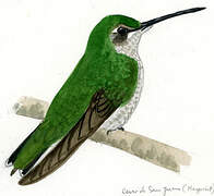 Rivoli's Hummingbird