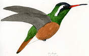 Colibri de Xantus