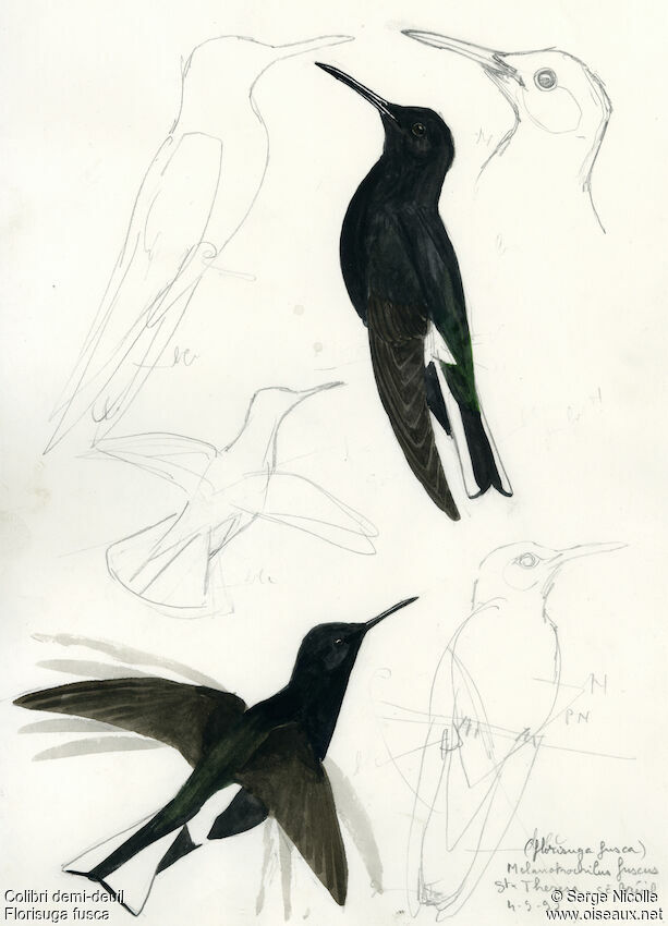 Black Jacobin, identification