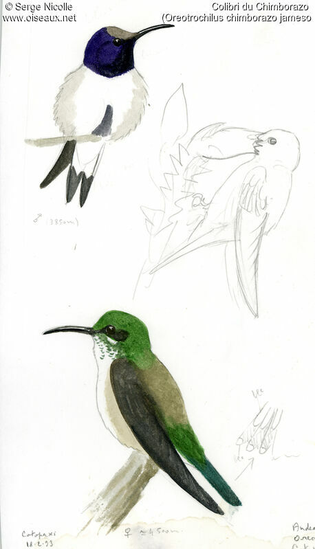 Colibri du Chimborazo , identification