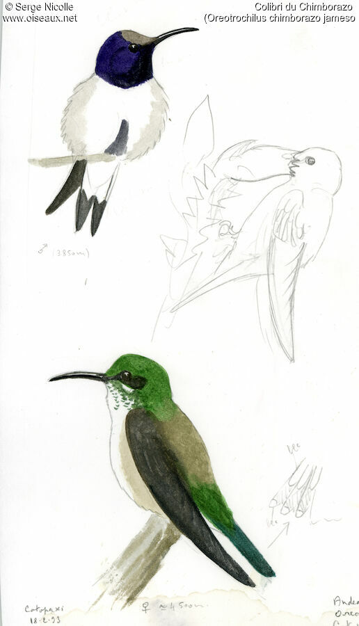 Colibri du Chimborazo , identification