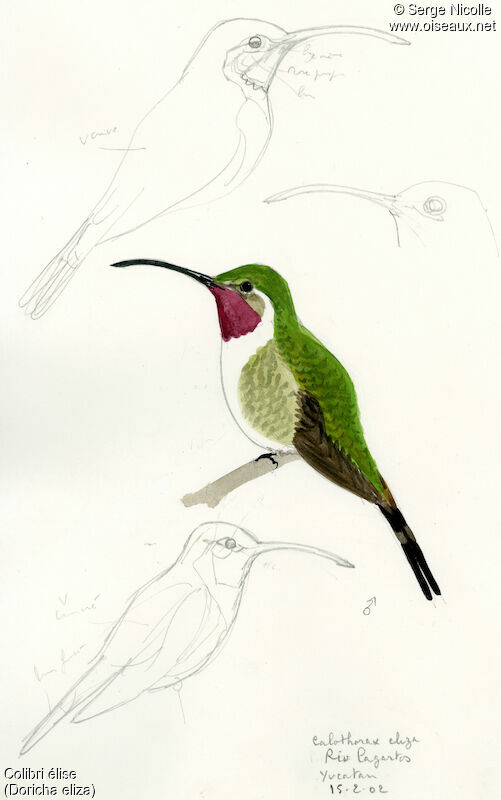 Colibri élise mâle, identification