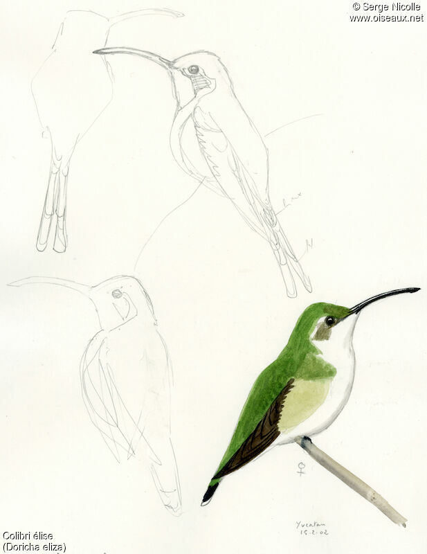Colibri élise femelle, identification