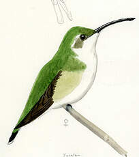 Colibri élise