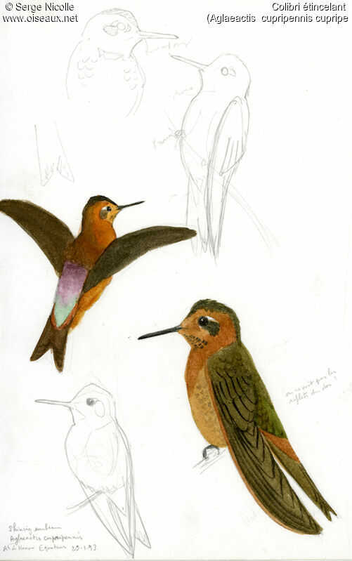Colibri étincelant, identification