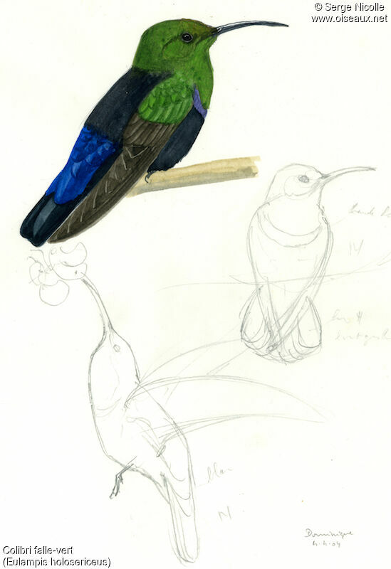 Green-throated Carib, identification