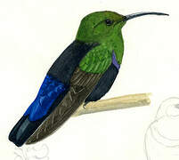 Green-throated Carib